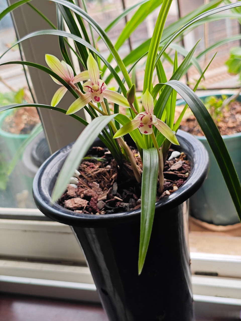 名不符实的建兰红宋梅.建兰红宋梅,建兰市长红与春兰宋梅的杂交