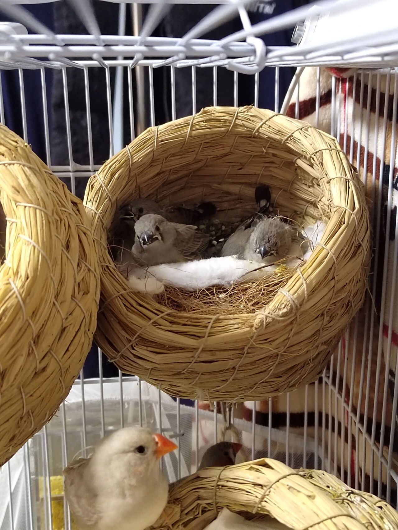 我家珍珠鸟产蛋孵蛋出壳时间