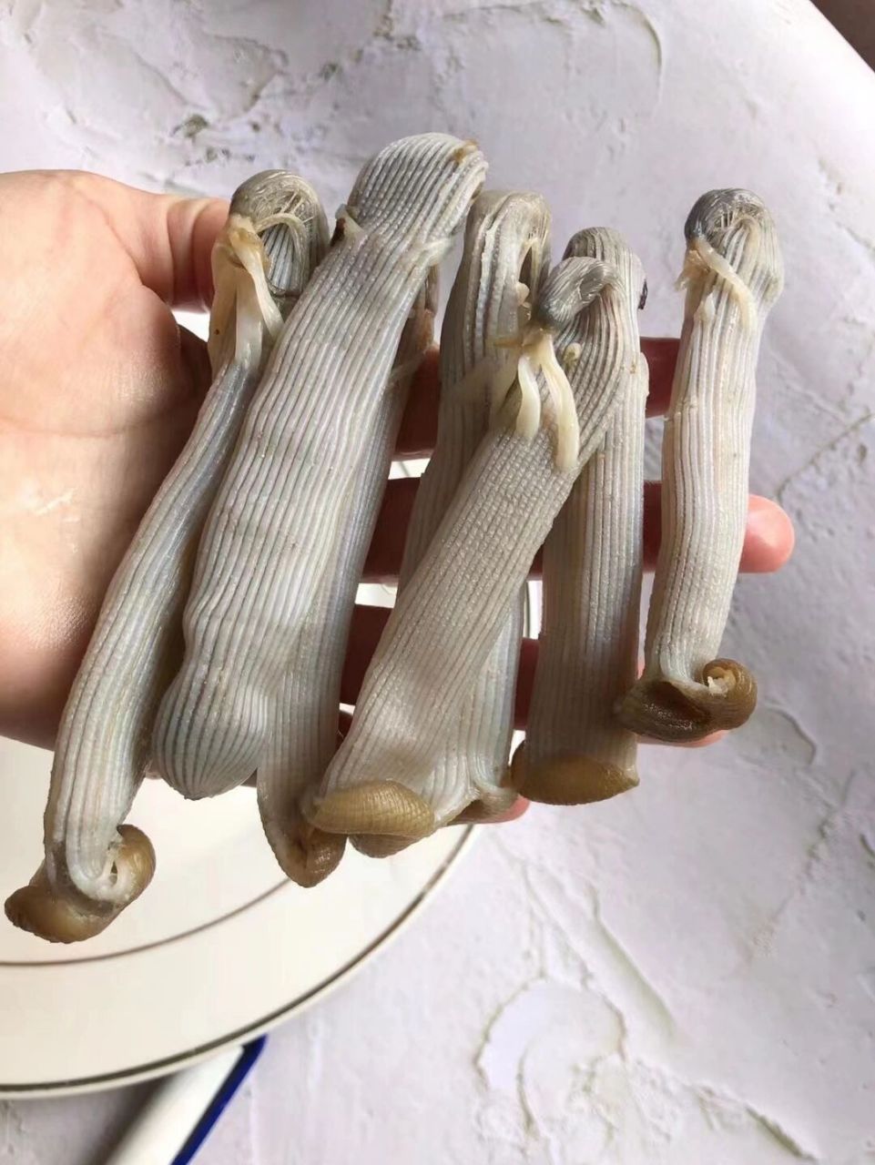 沙虫的功效 野生原色大沙虫干野生沙虫厚肉,口感好,营养价值极高.解烦