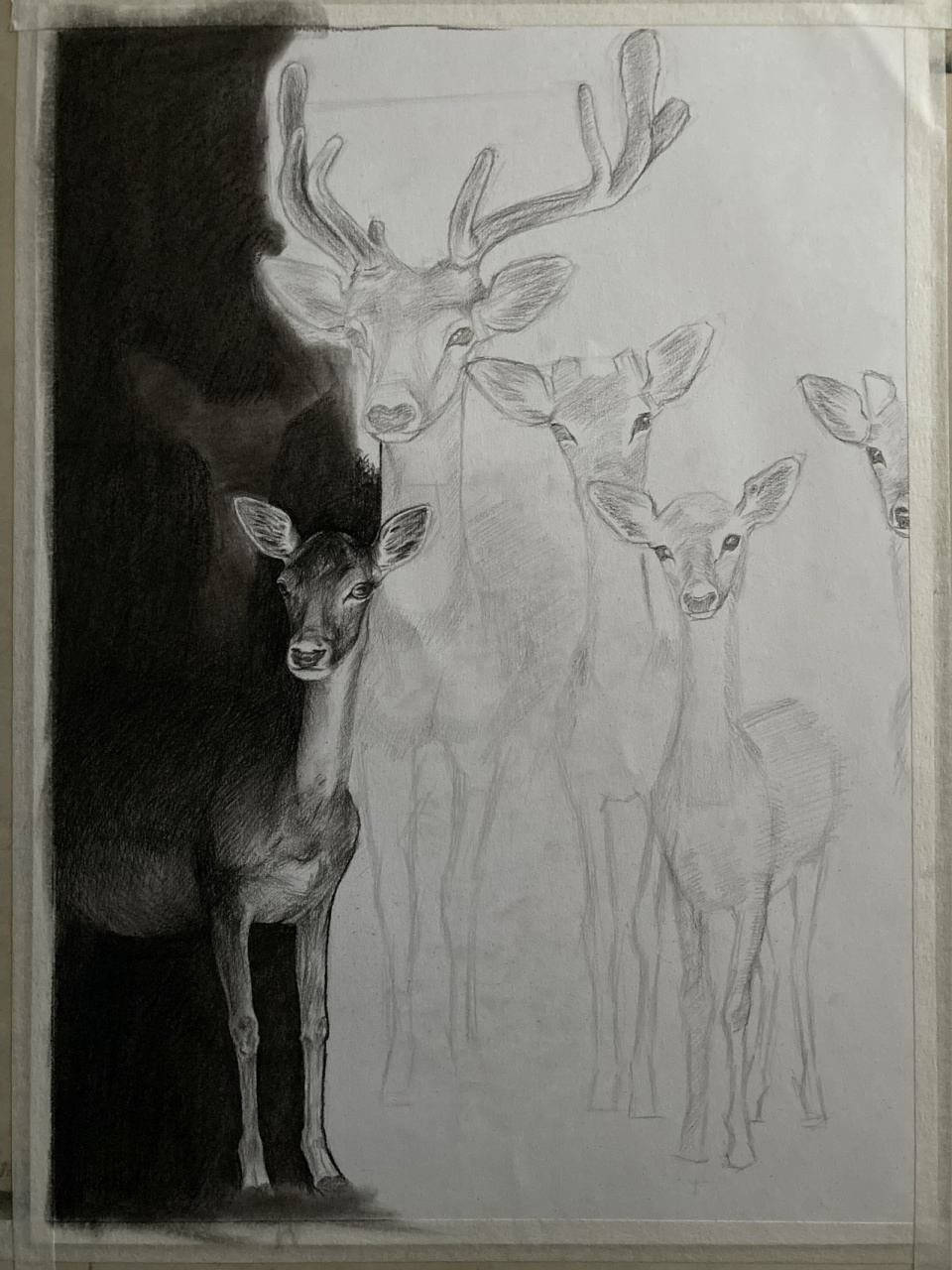 梅花鹿素描步骤 观看全部课程到cctalk:搜索 艺术视觉 动物绘画注重