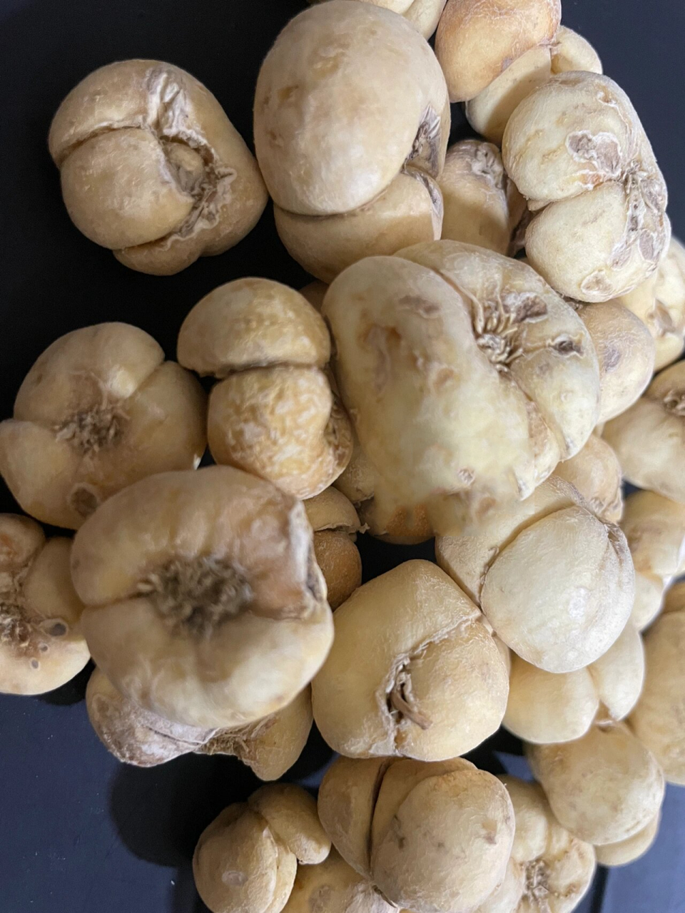 每天认识一味中药 浙贝母川贝母止咳化痰 91贝母 :(浙贝母产地浙江