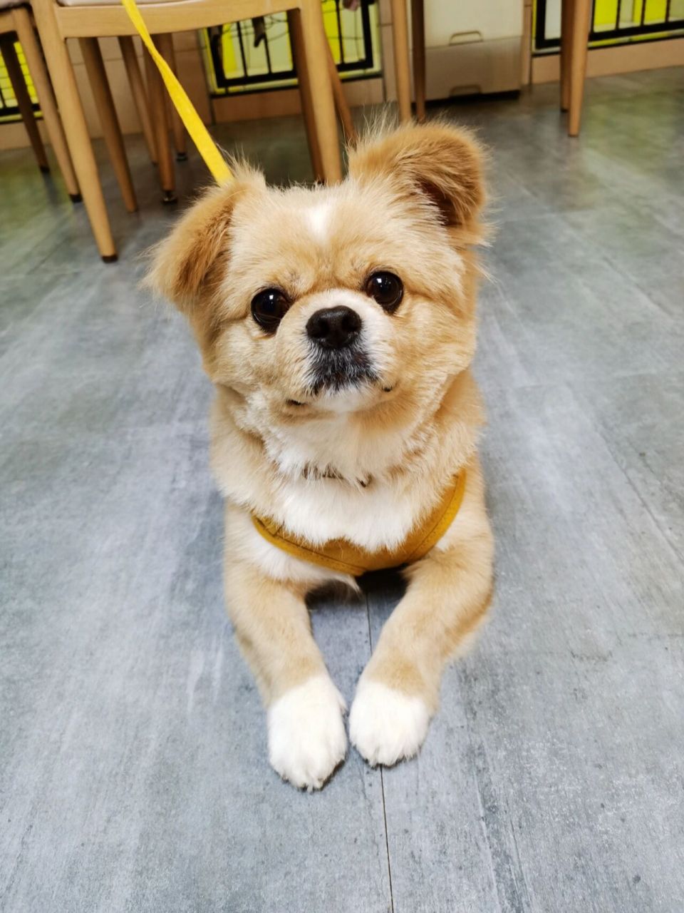 狮子狗也很可爱啊 谁的童年没遇到过几只狮子狗,囧囧有神的小伙"财财"