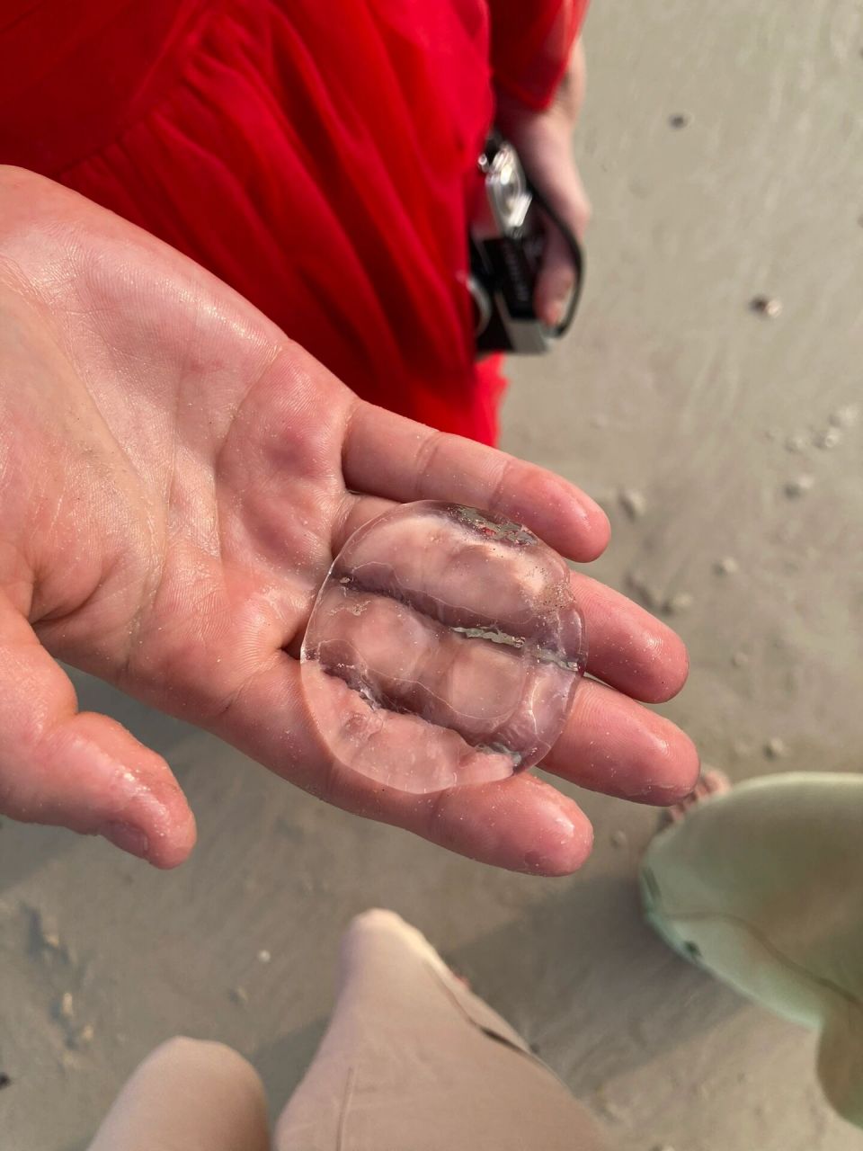 海滩上这些透明的果冻到底是啥?
