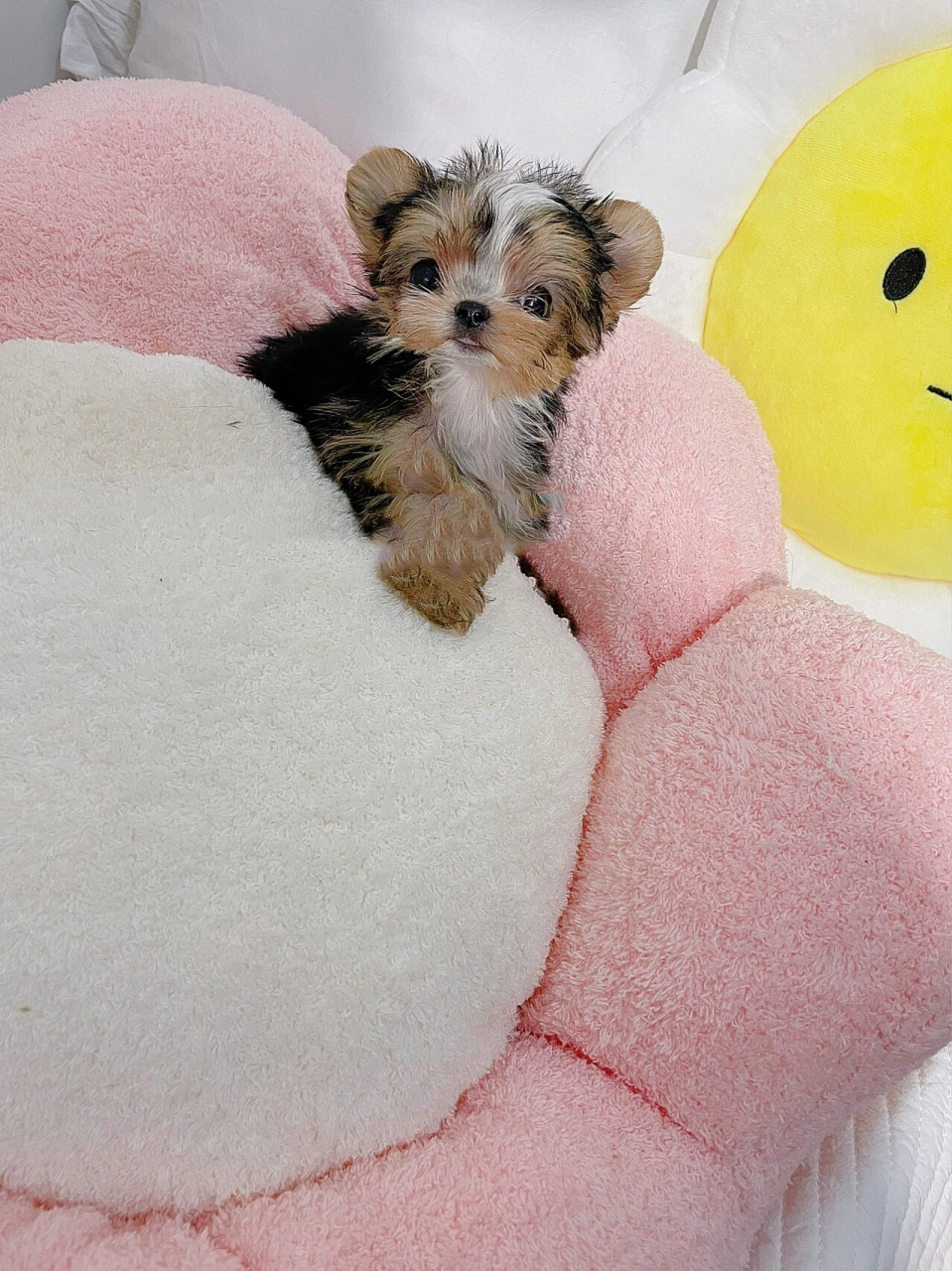 约克夏|花色约克夏的可爱(超超超小) 已有新家的小弟弟 花妹妹同窝