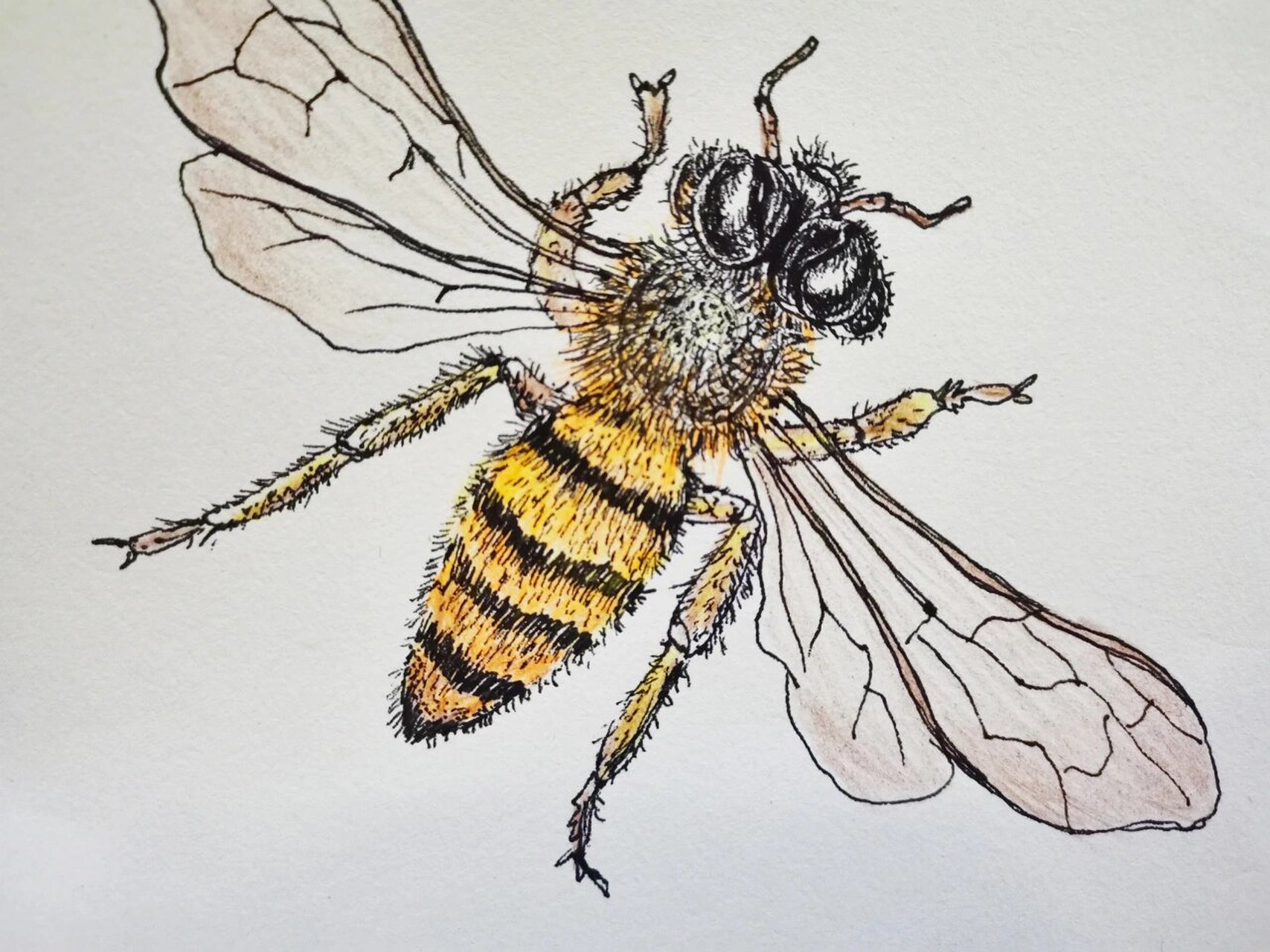 96材料:中性笔,彩铅 春天到了,画一只勤劳的小蜜蜂