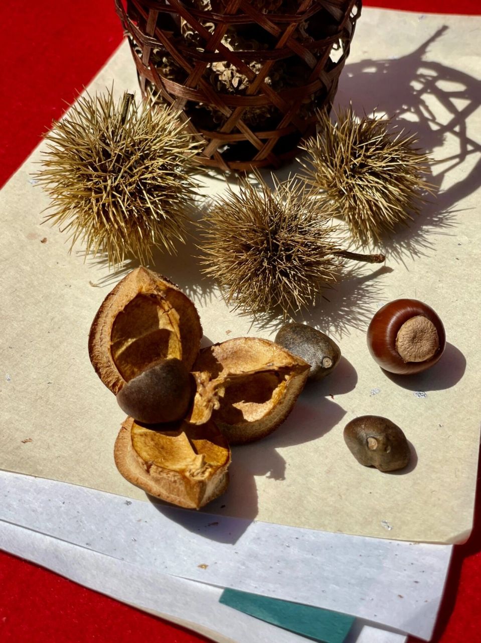 秋天的果实～橡子 秋天,日本的孩子们喜欢拾橡子,用来做各种小手工玩