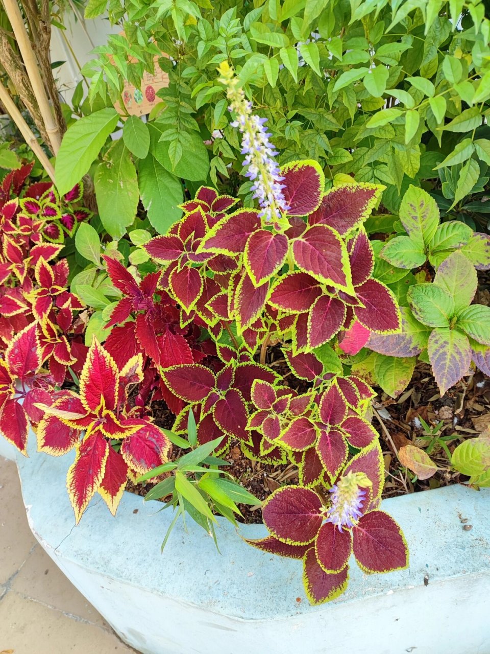 彩叶草开花,有被惊艳到!