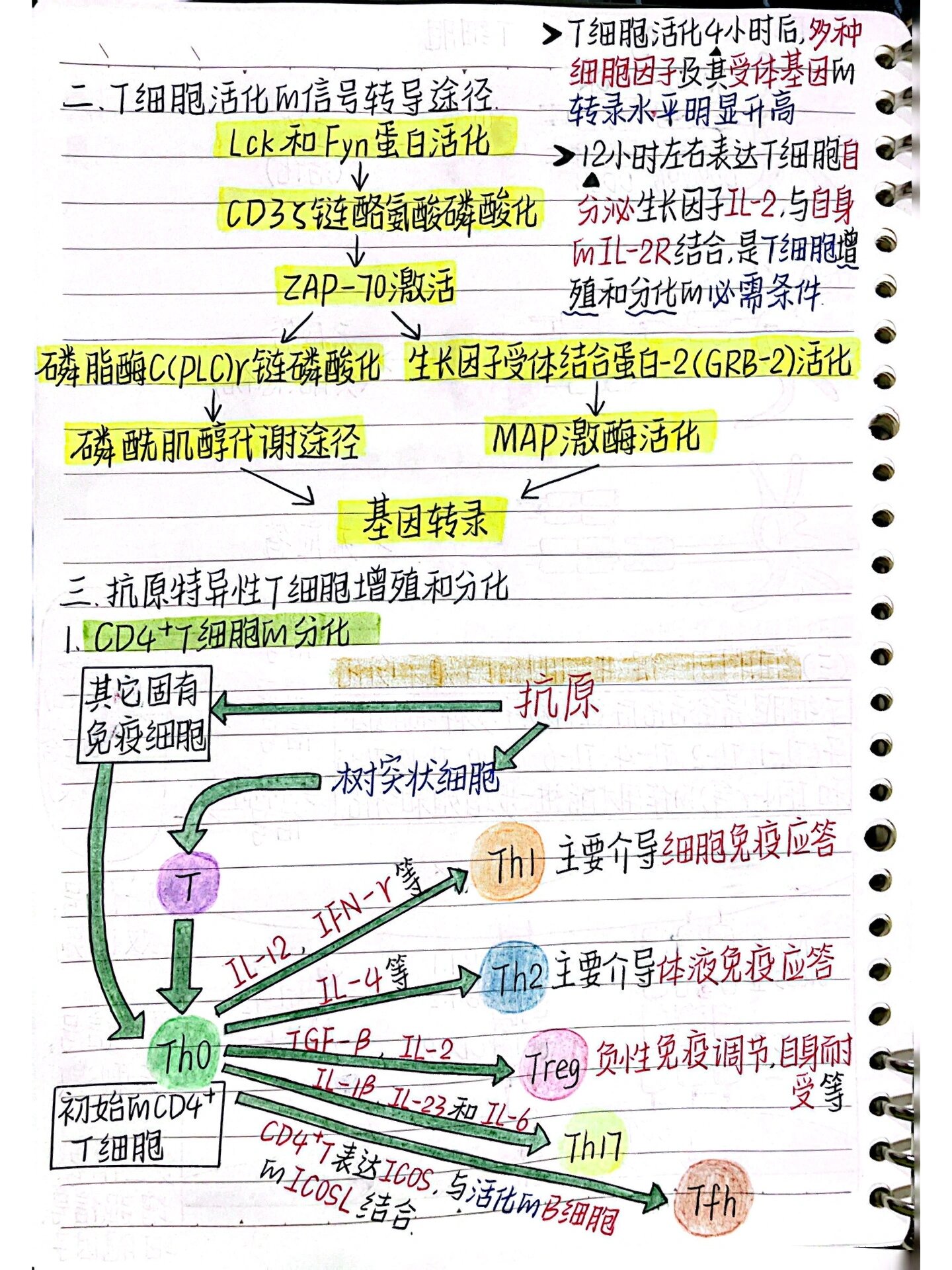 第12章 t淋巴细胞介导的适应性免疫应答
