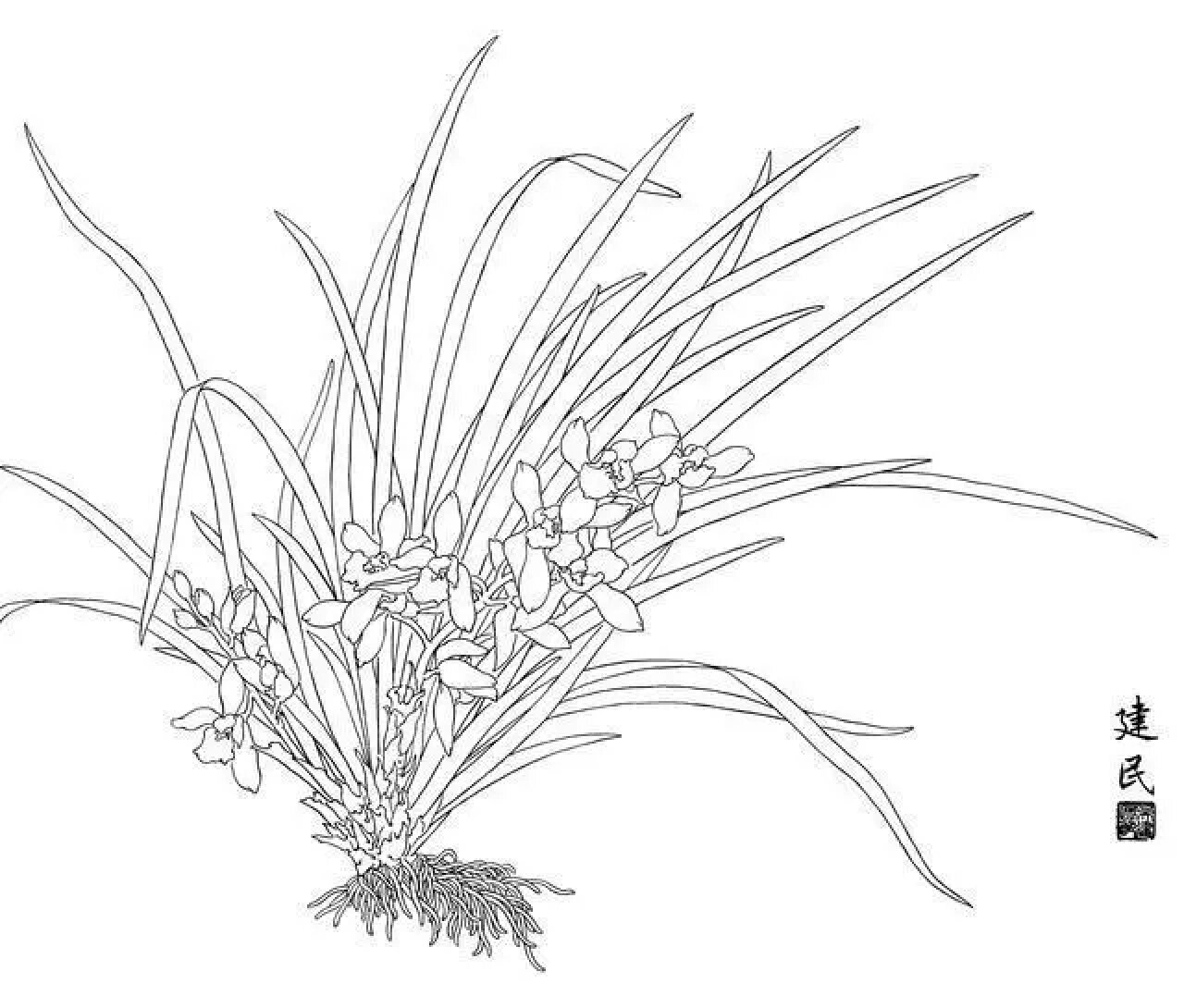 工笔画兰花白描稿(一)
