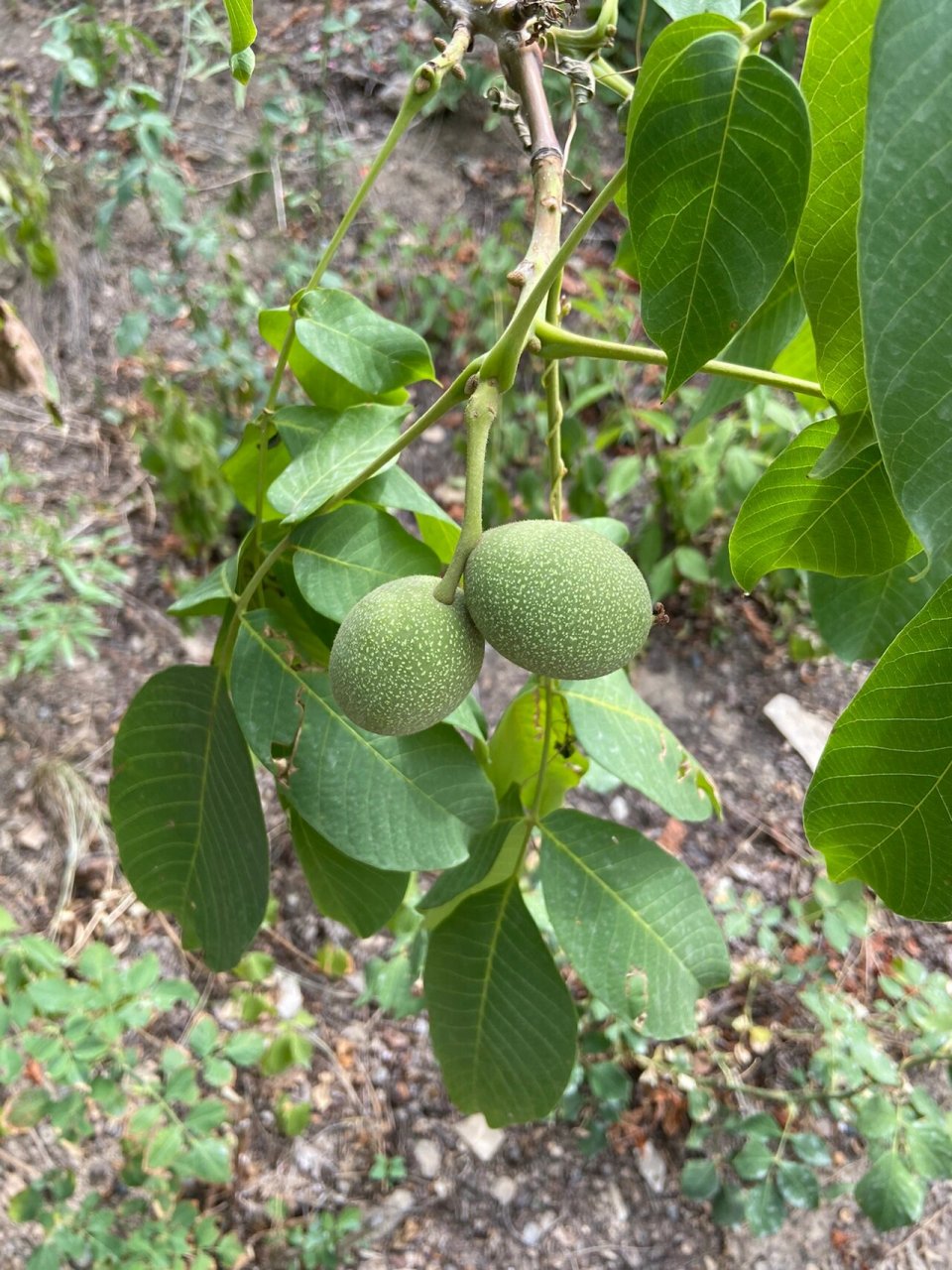 速写|速写植物|核桃树(附素材) 第一次见到核桃树,拍下来浅画一下