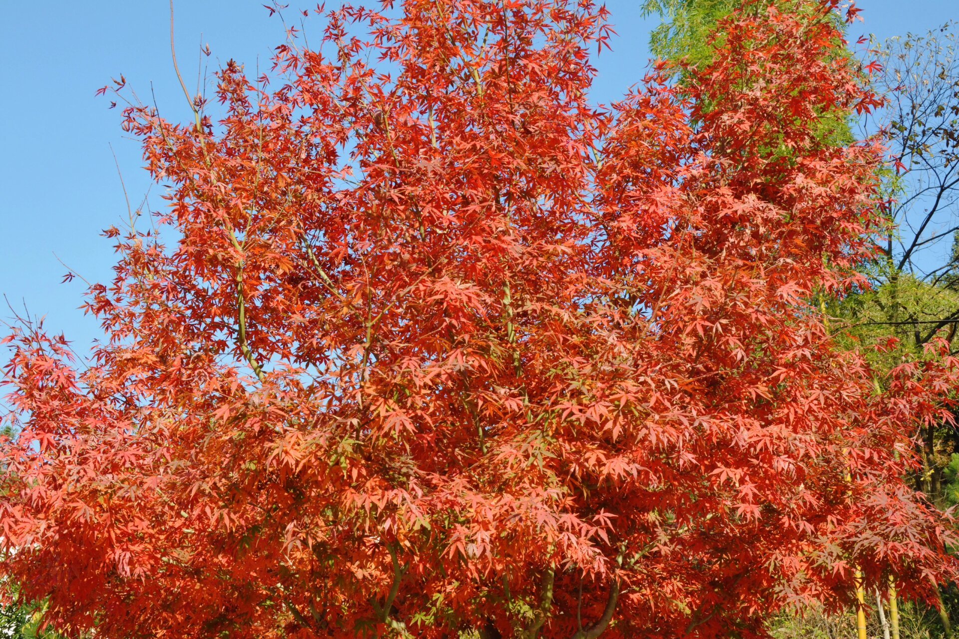 金寨马鬃岭自驾 10月30号出发到金寨住了一晚,31号