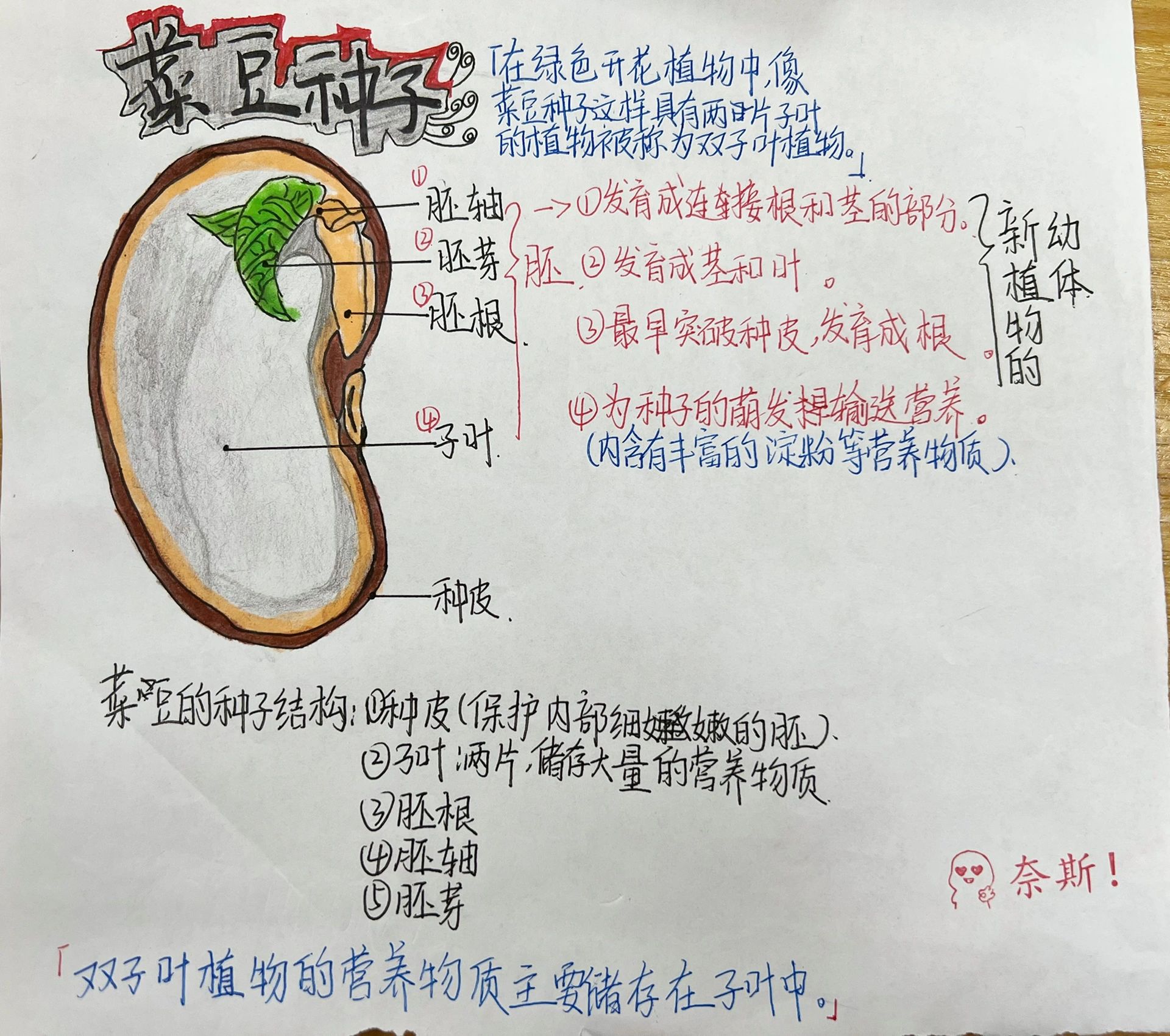 种子结构图