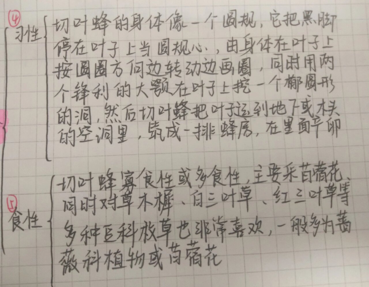 蜂的思维导图图片