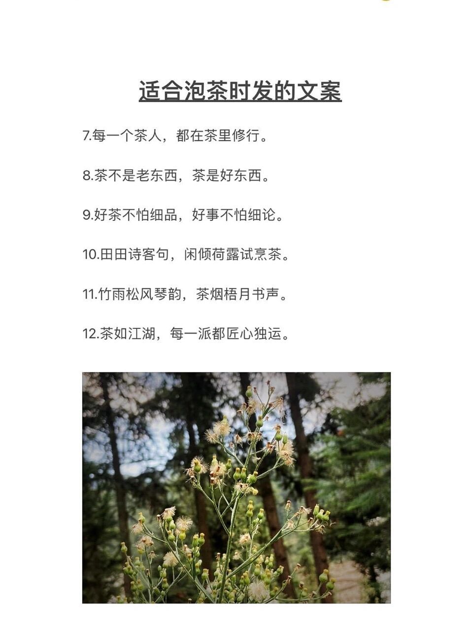 适合喝茶时发的朋友圈文案 9595959595959595 1.