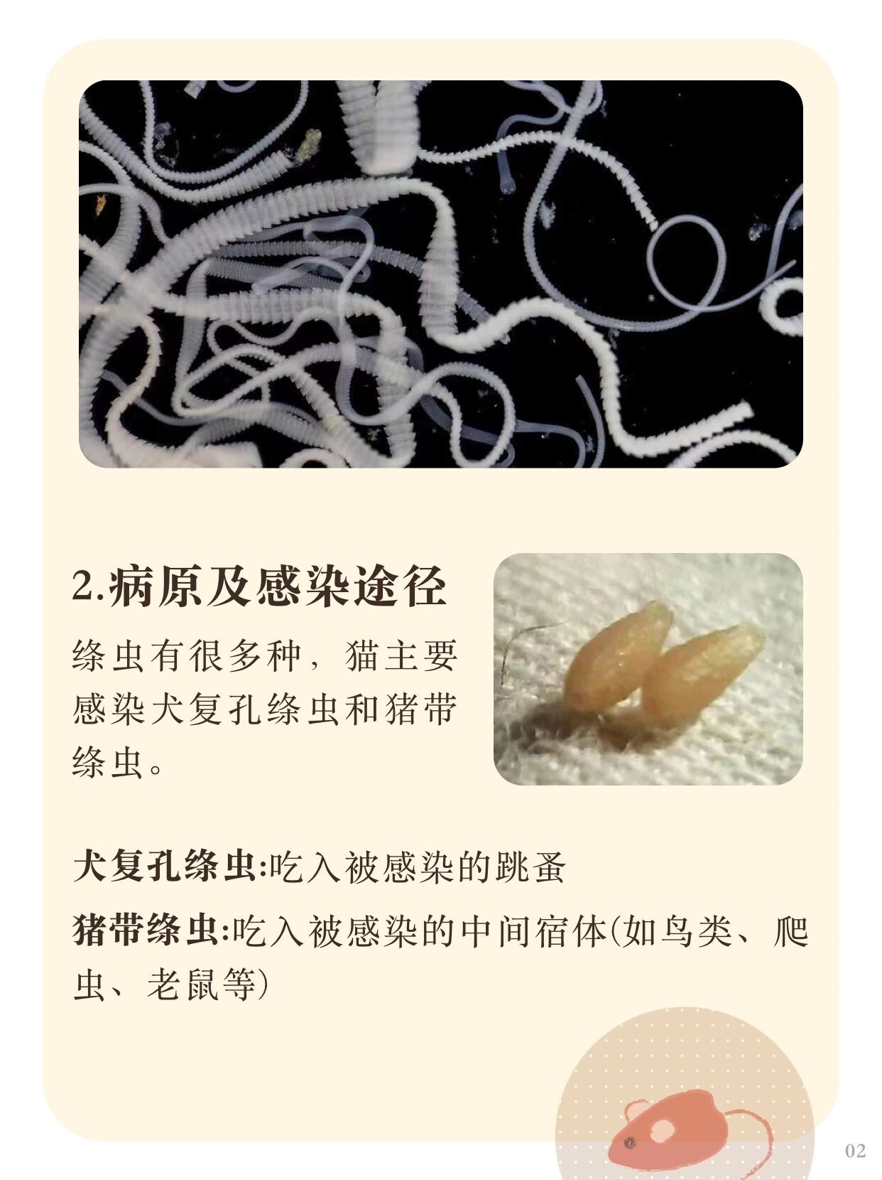 猫咪体内寄生虫|绦虫