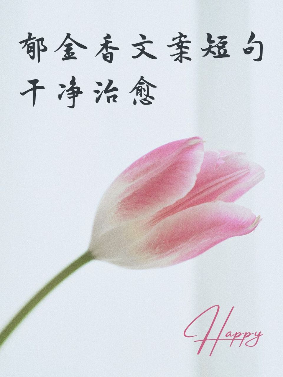 郁金香文案短句干净治愈 93 郁金香轻舞,微笑如春.