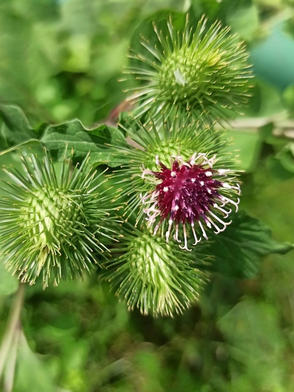 别名:恶实,大力子 花语:勤恳 春天的时候,小路边长出三棵叶子硕大的
