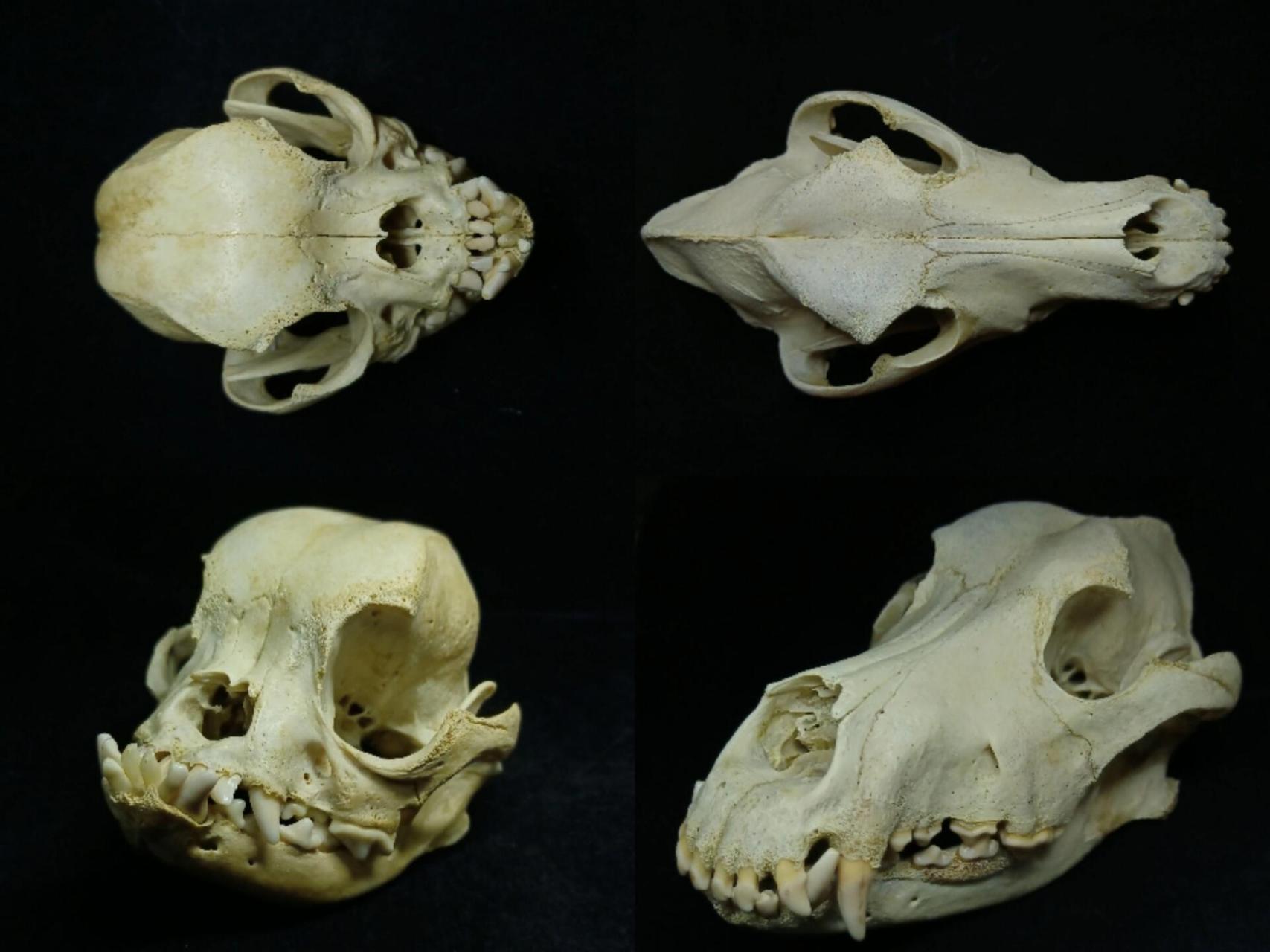 短吻宠物的头骨标本对比(加菲猫,法斗) 分享两组头骨标本:加菲猫&狸花