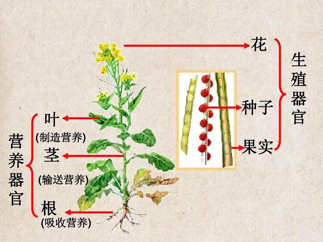 红薯根茎叶结构图图片