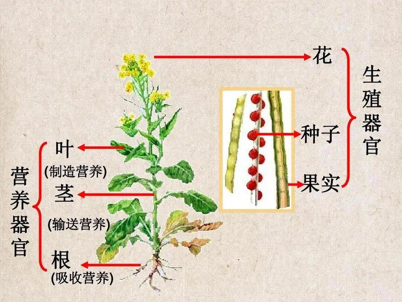 花的根茎叶花结构图图片