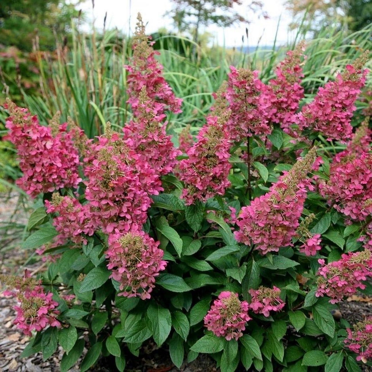 夏季花园劳模:栎叶绣球红宝石拖鞋 👠【小红书推荐】亲测好评!栎叶