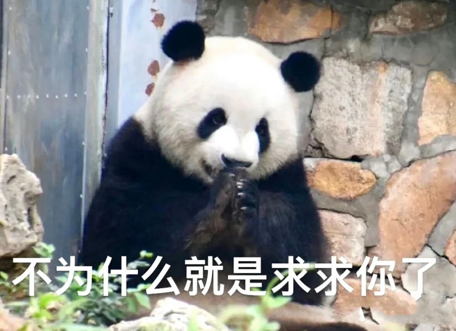 评论区求萌兰表情包 太爱么么儿了~新升级了,求姐妹们的么么儿表情包