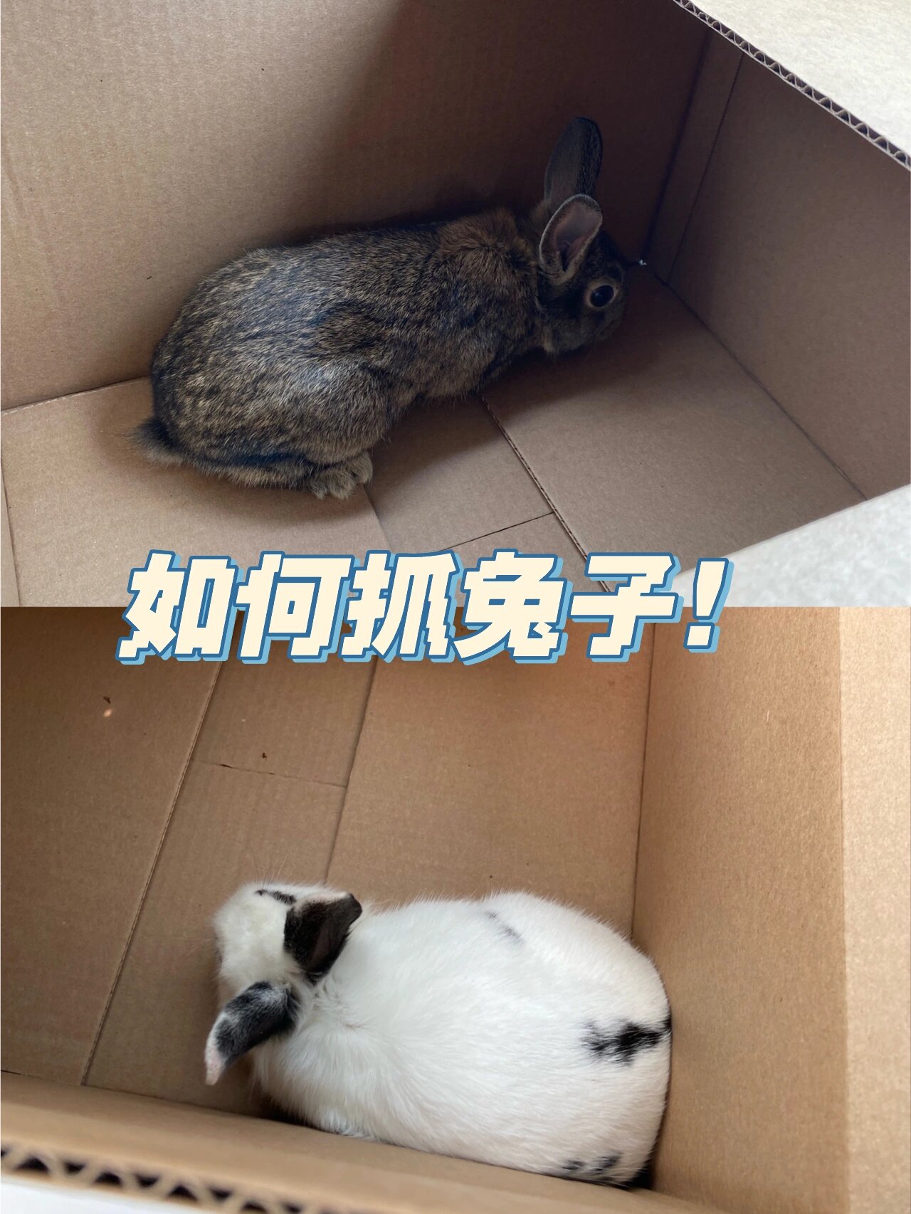 所以分享一下我觉得很有用的抓兔子方法! 	 工具00 82围栏(1
