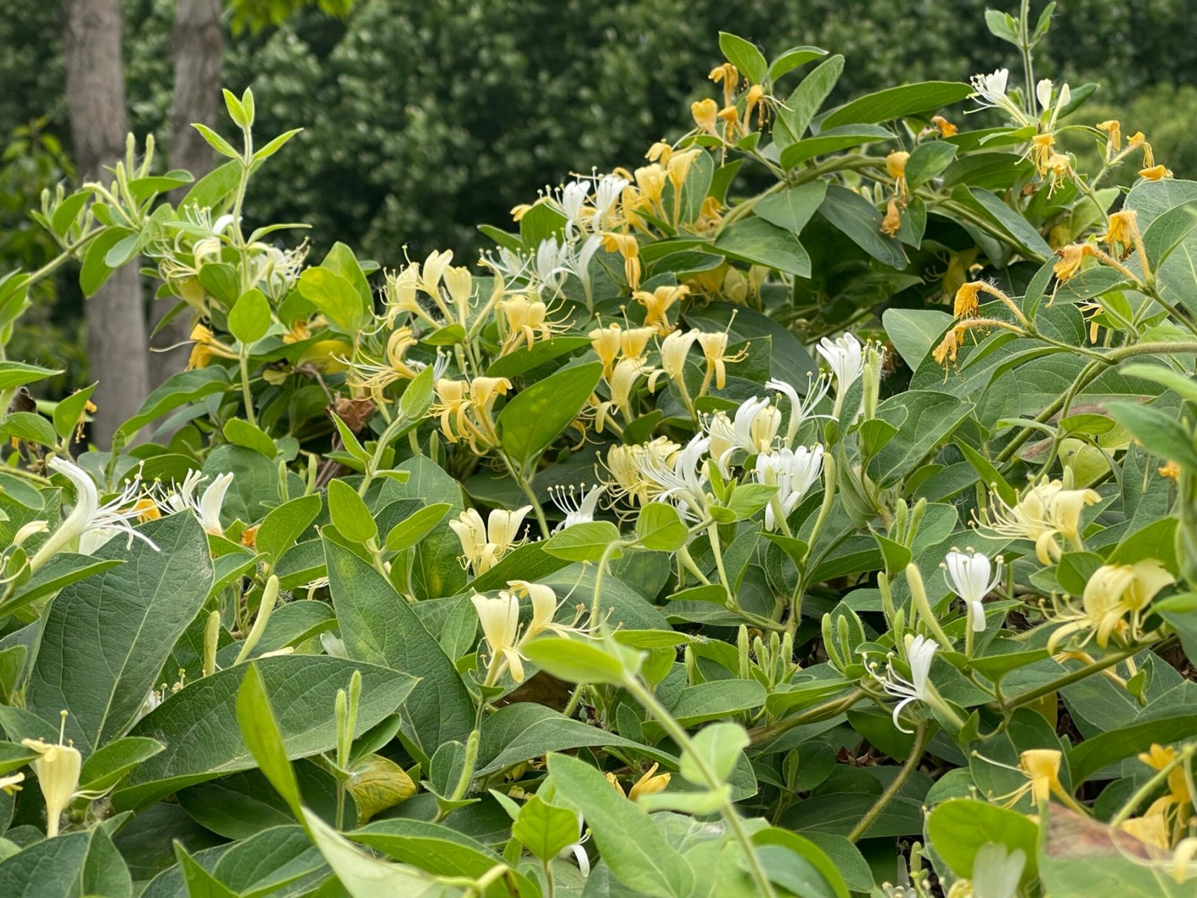 金银花其藤蔓为:忍冬藤 经冬不凋名 金银花其藤蔓为:忍冬藤 经冬不凋
