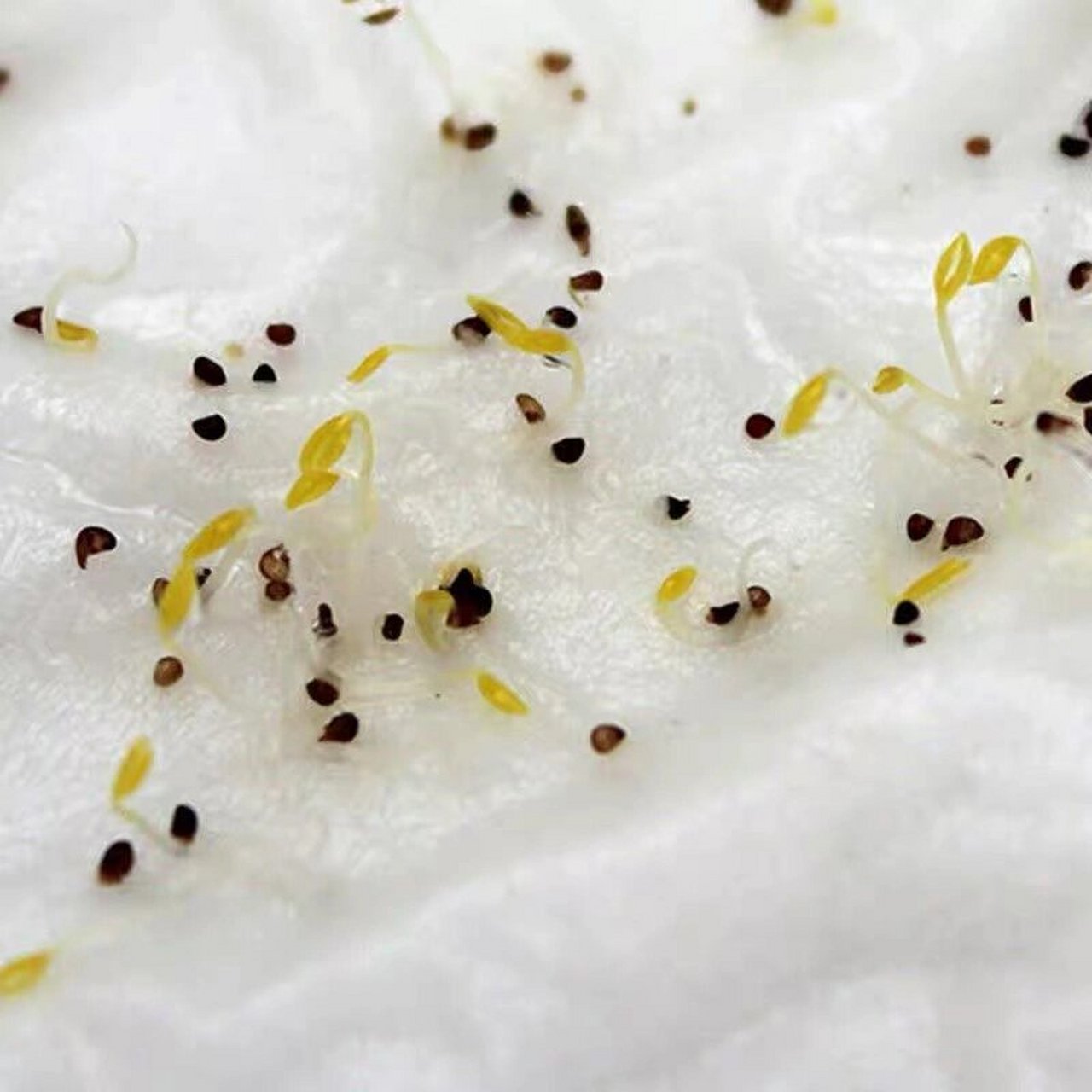 冰菜种子种植 冰菜的种植方法是:1,播种育苗:把种子浸泡在30℃的水中3