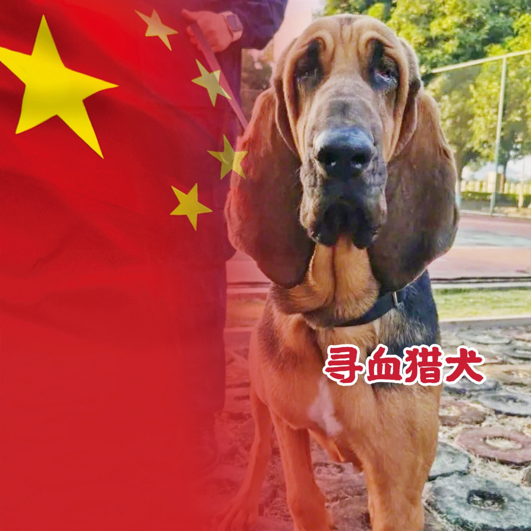 中国警犬常用八个品种