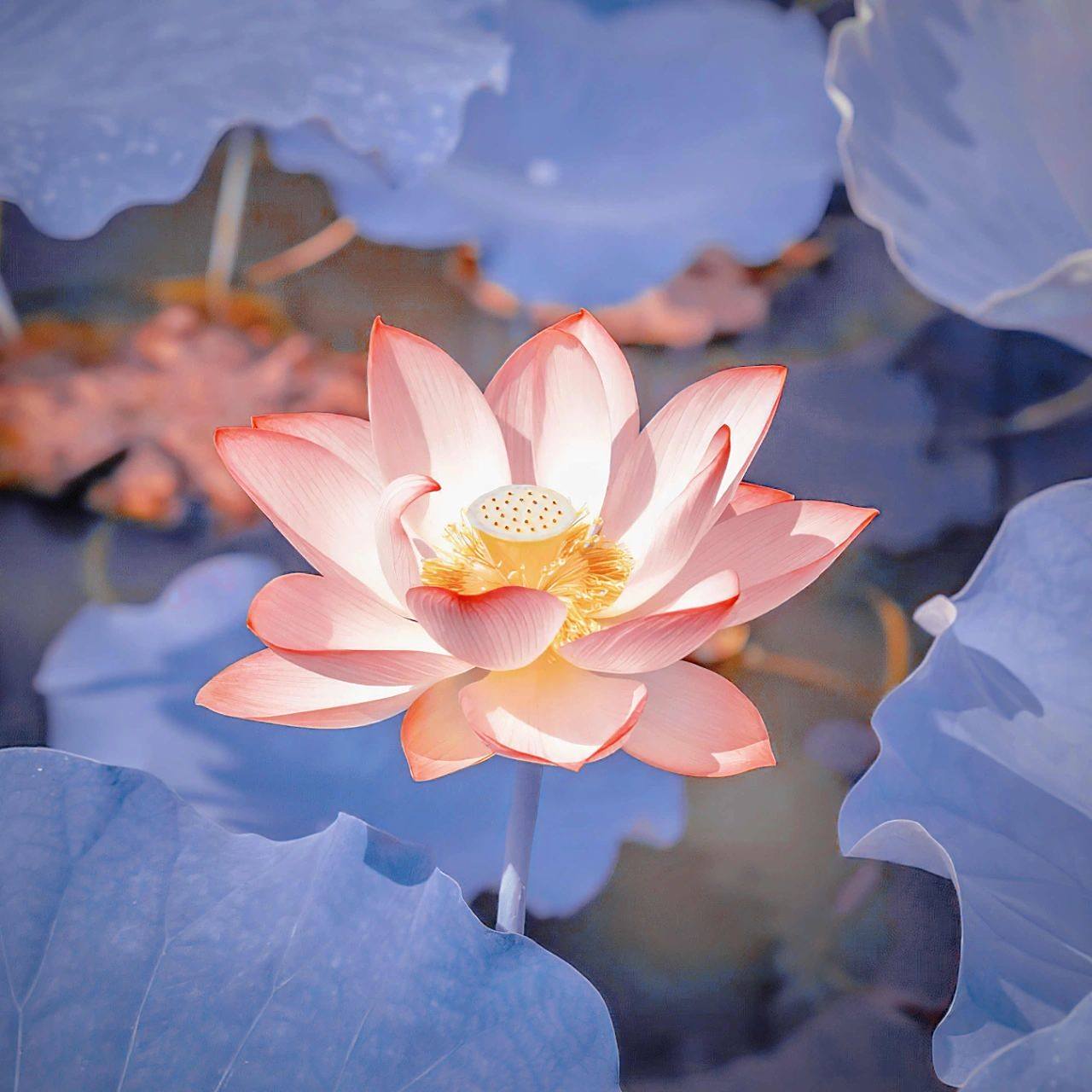 荷花头像 来咯来咯,它来咯,荷花头像又来了,真的是让我欲罢不能超级喜
