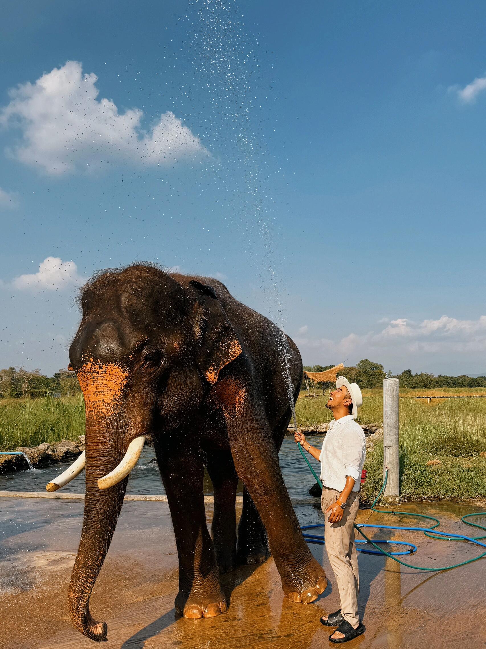 给大象洗澡💦(捞💩)是什么体验