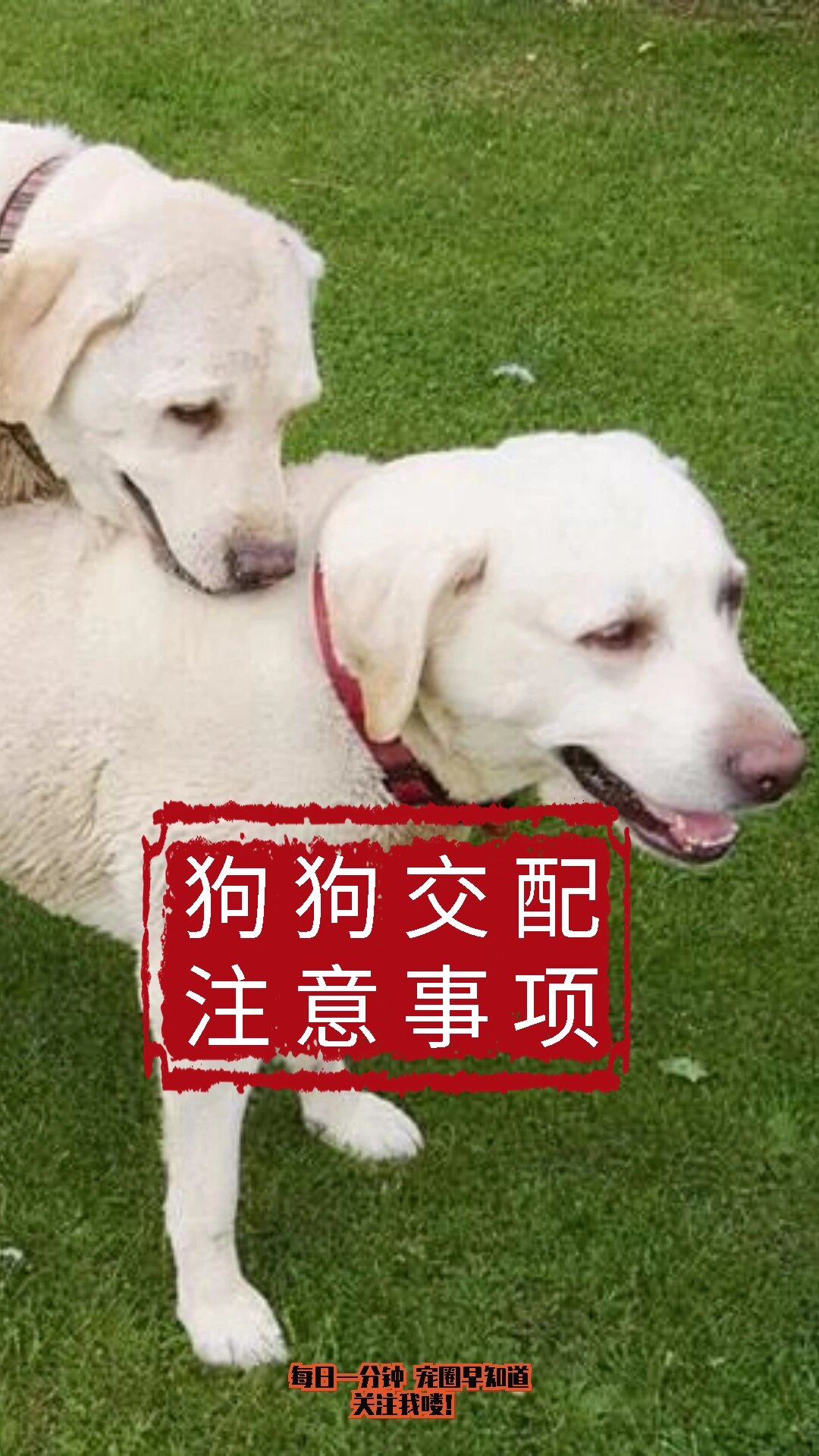 养狗# #宠物业# #狗狗# #狗狗日常# #狗狗不会交配怎么解决# #狗狗不