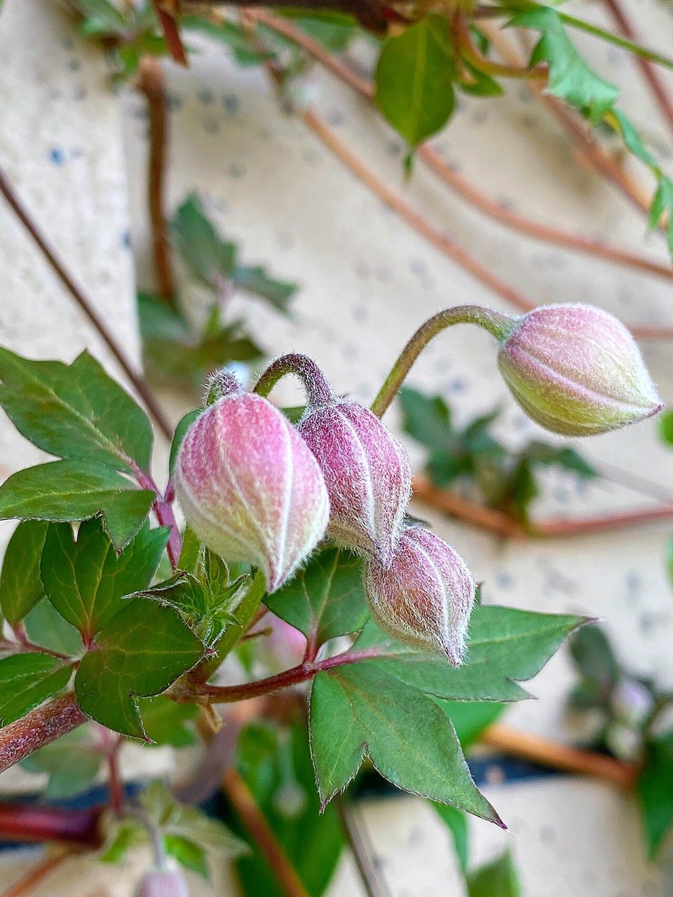 今天再推荐个铁线莲品种～蒙大拿杰出 花如其名～真的很杰出哇 花期蛮