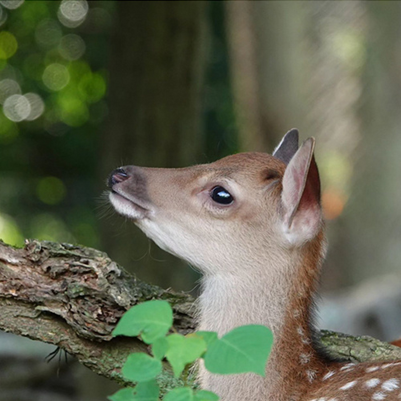 可爱动物# #摄影美图分享#   (via.ins.narano_shikasan)