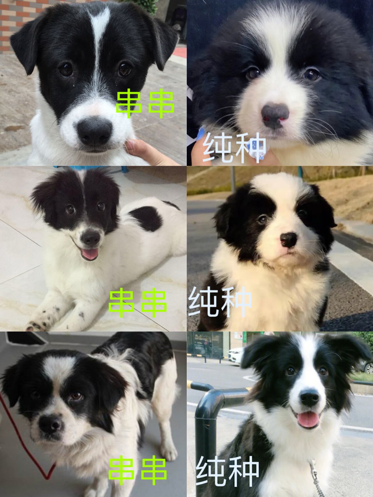 边牧串土狗特点有哪些 长大后会是什么样子