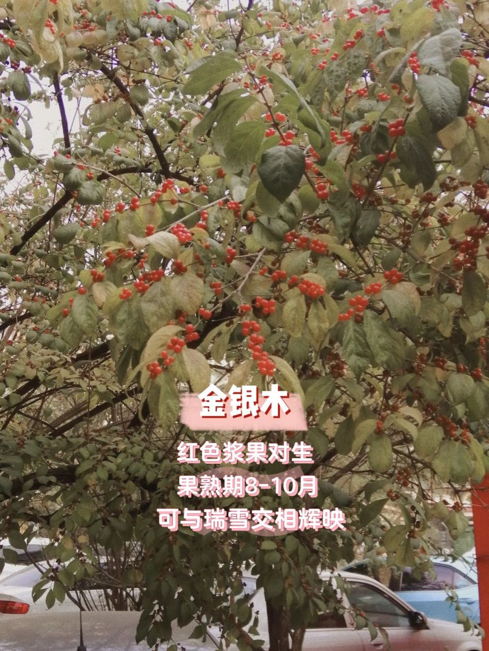 与金银花(忍冬)的花相似,主要区别为金银木为落叶灌木或小乔,金银花为