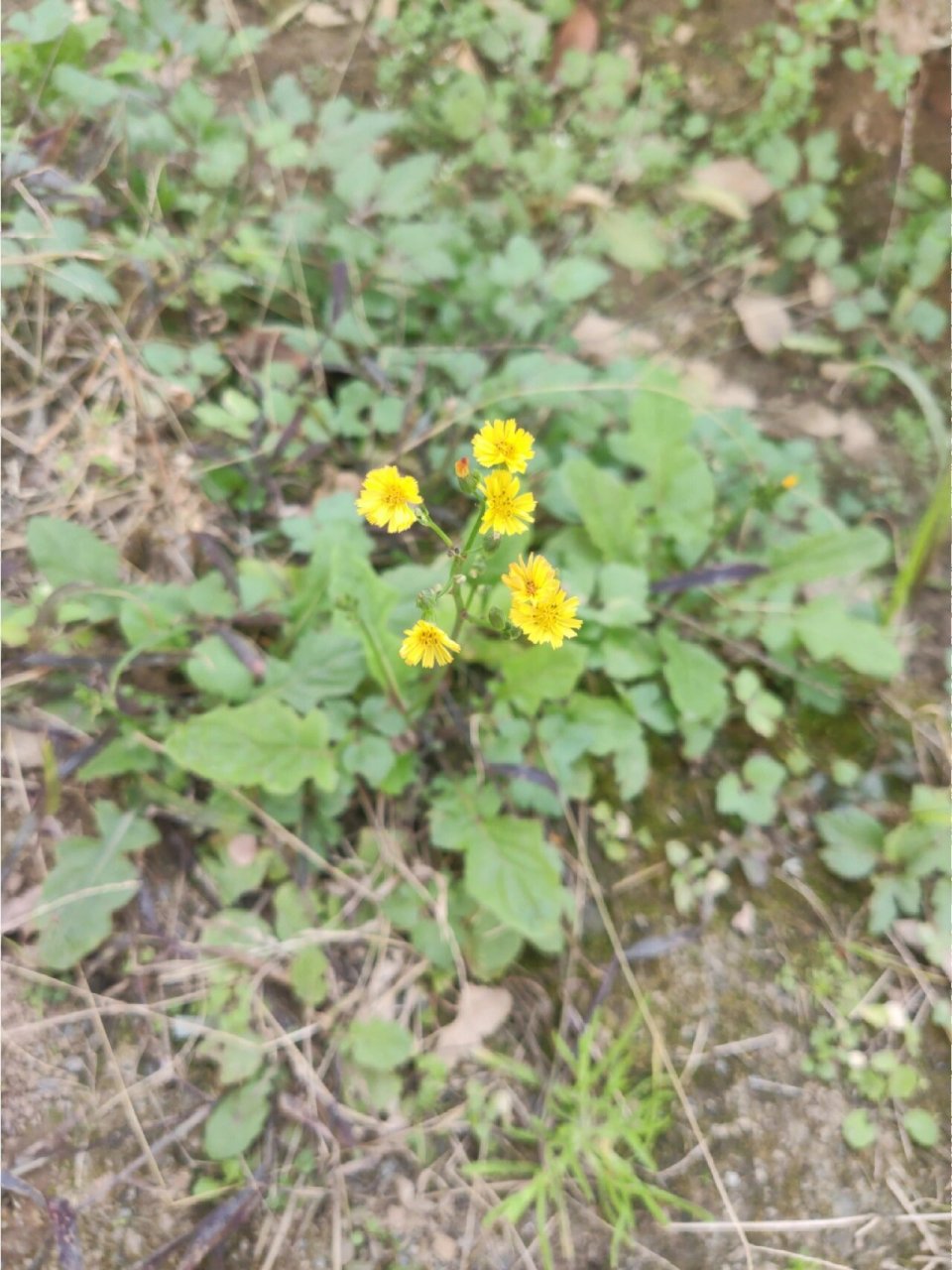 黄鹌菜花色图片