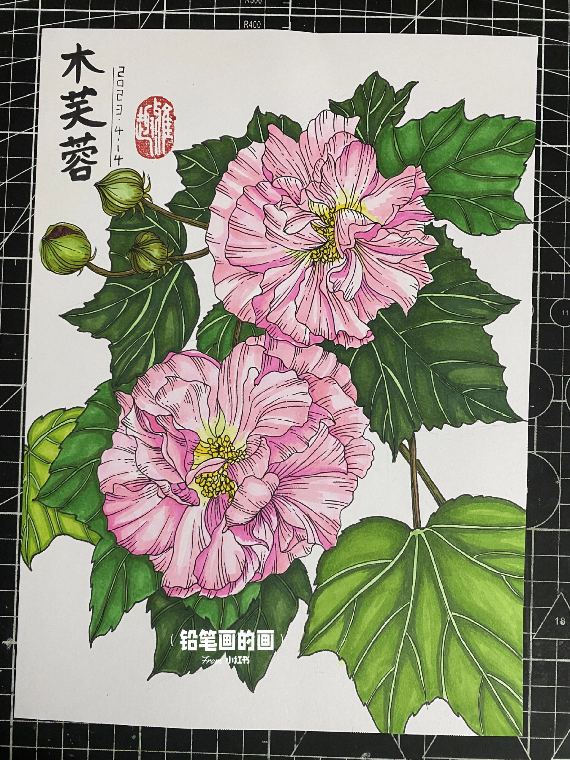 木芙蓉‖花卉线描‖马克笔上色 附过程