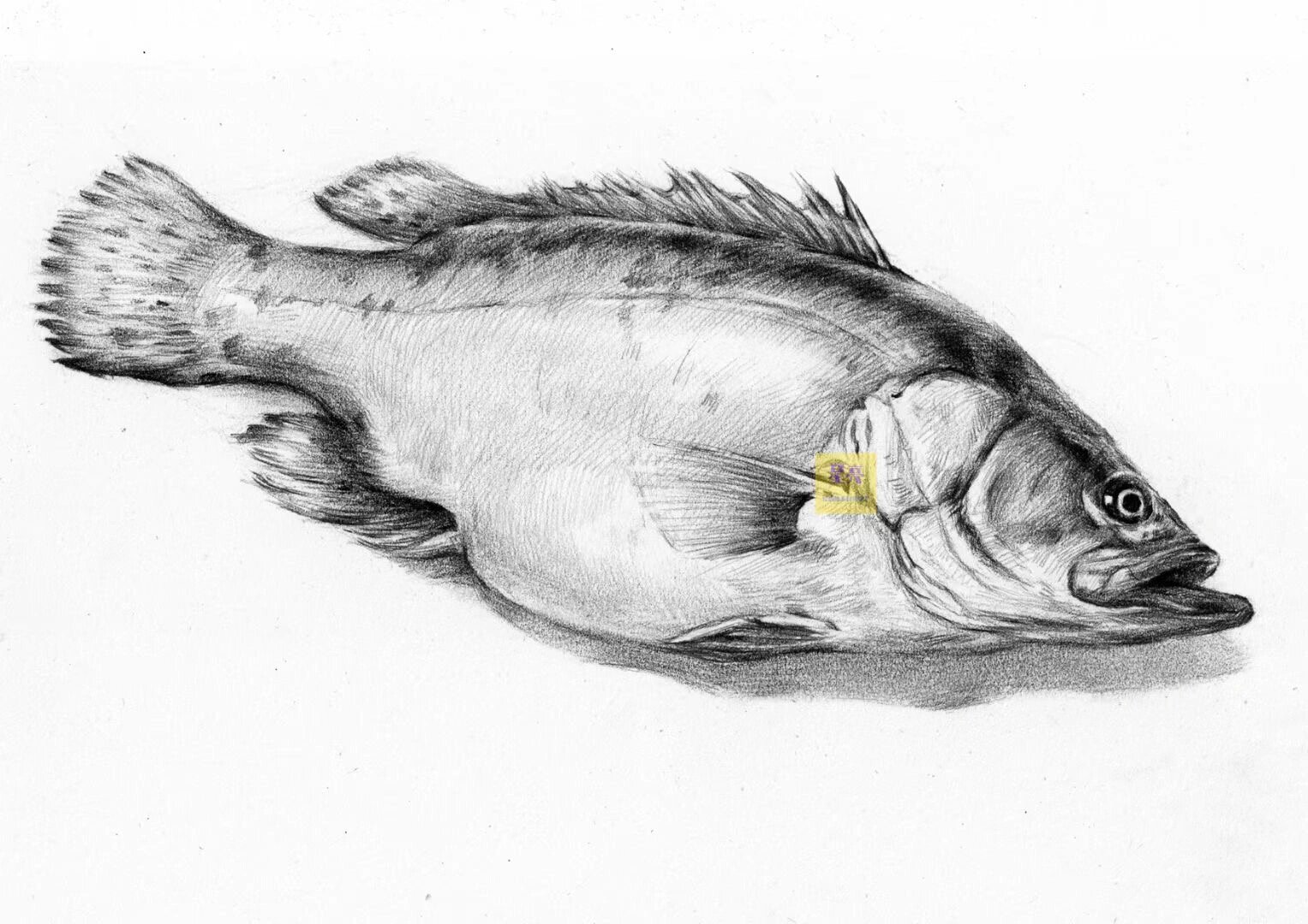 素描动物鳜鱼