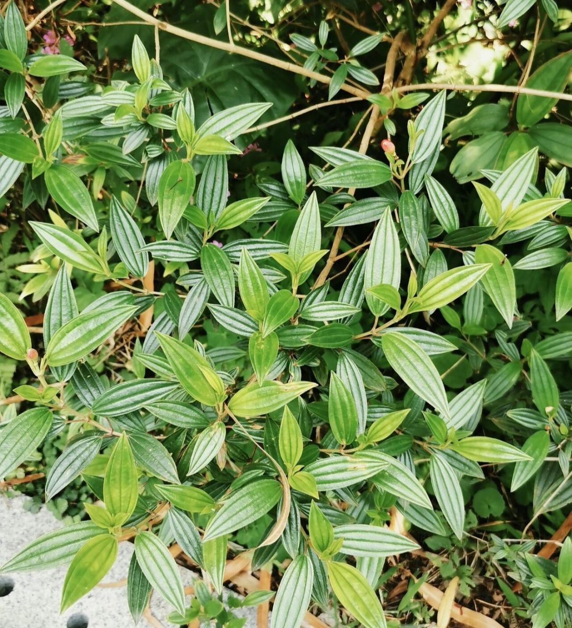 紫花野牡丹图片