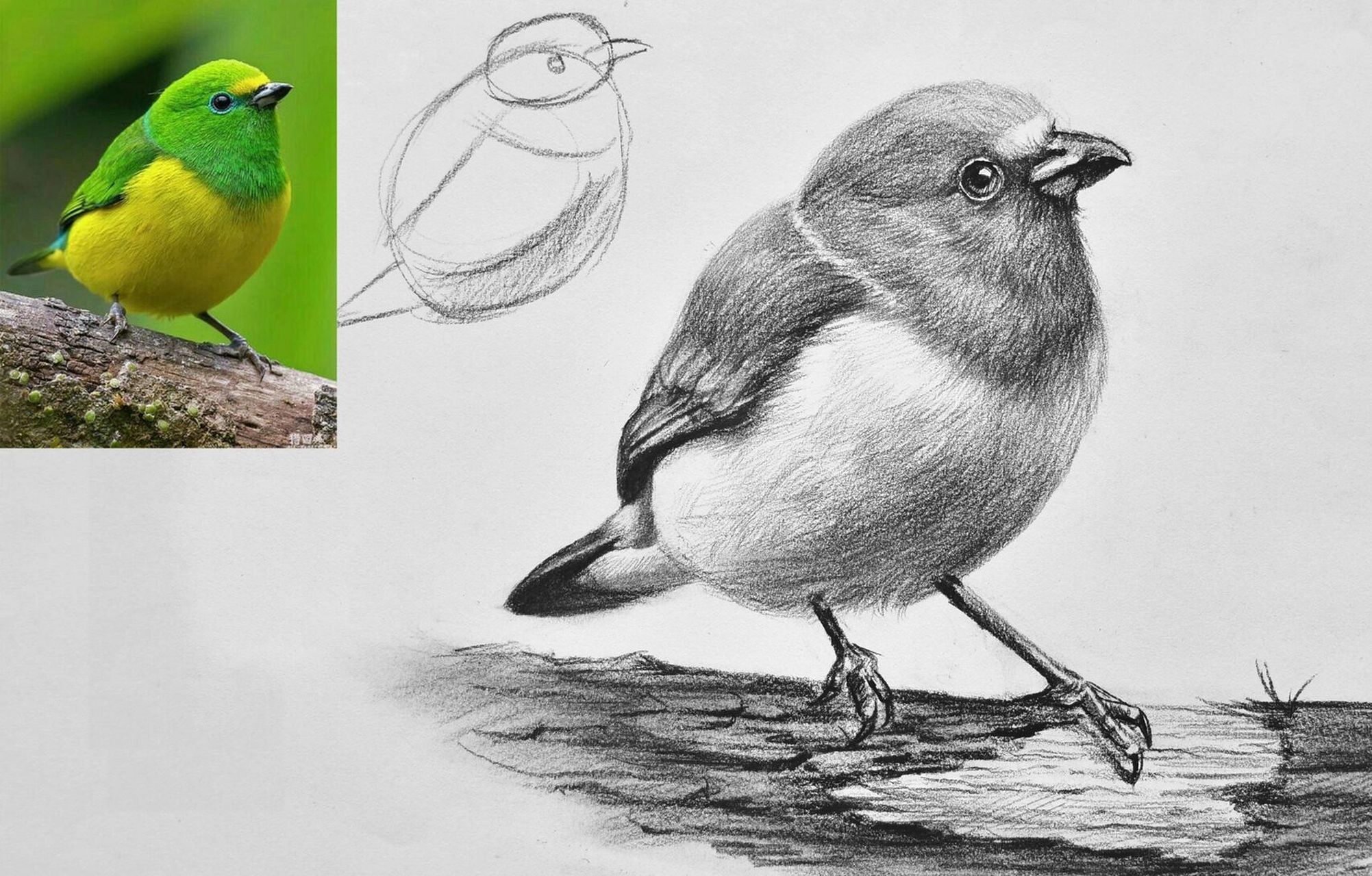 素描小鸟92简单易学,有教程