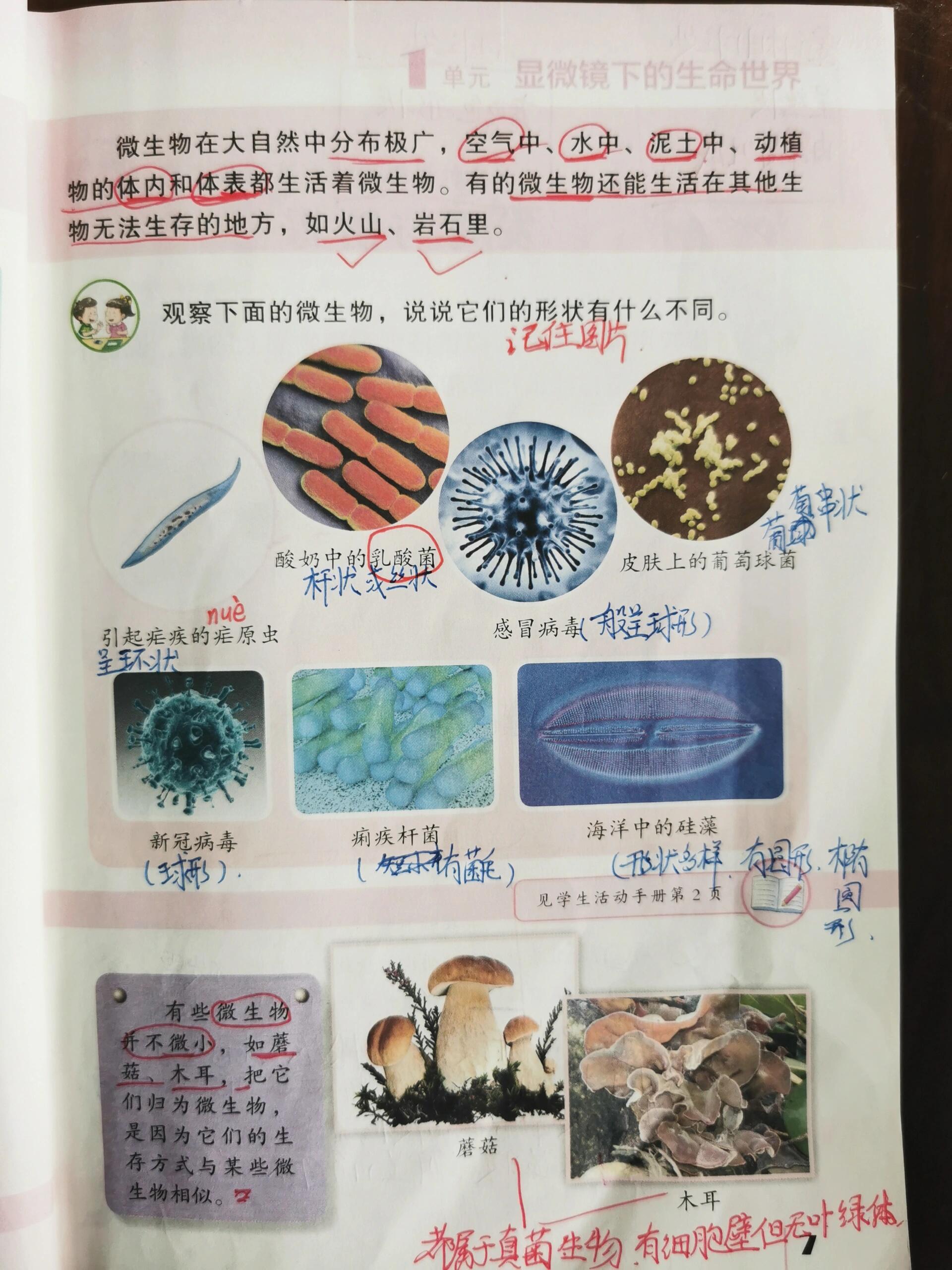 五年级科学下册图片