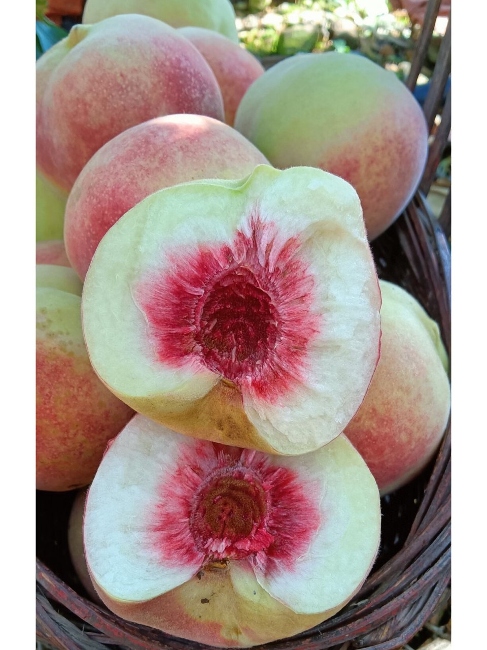 云南大理冰川冬桃99 99您只听过甜如蜜 您尝过甜如蜜吗 桃子里没