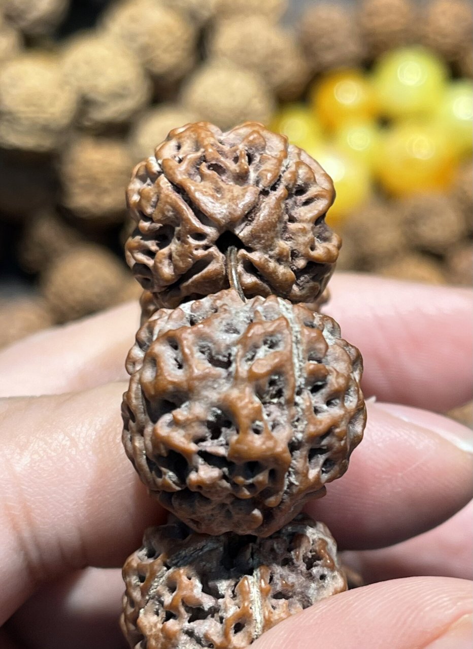 粗壮有力,稀有四瓣原生态大金刚能有多香?