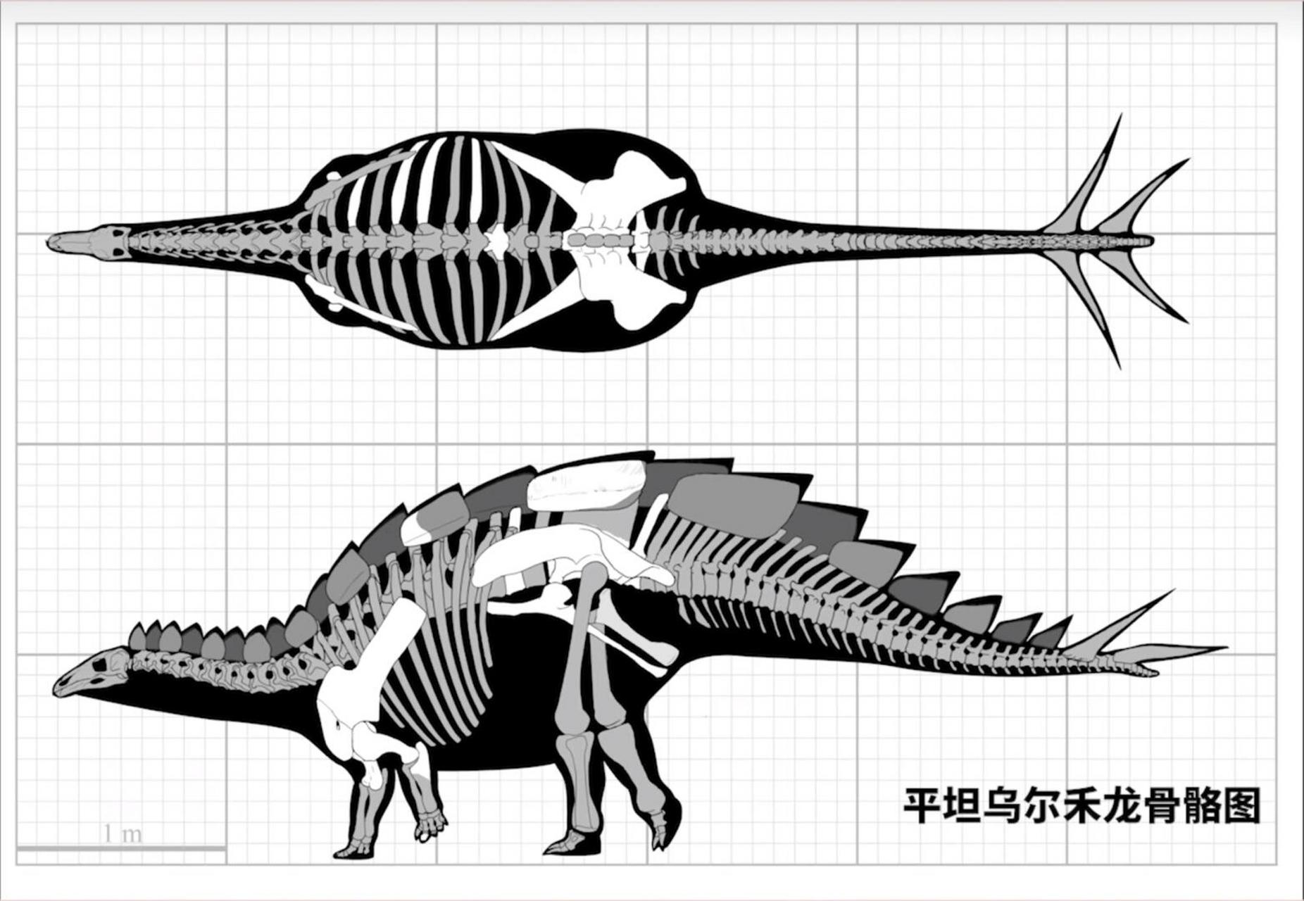 鄂尔多斯乌尔禾龙图片