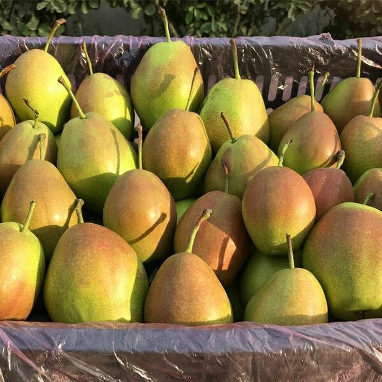 吃一个红香酥梨98既养生又润燥降火 冬日燥,多吃梨98 吃梨自然要