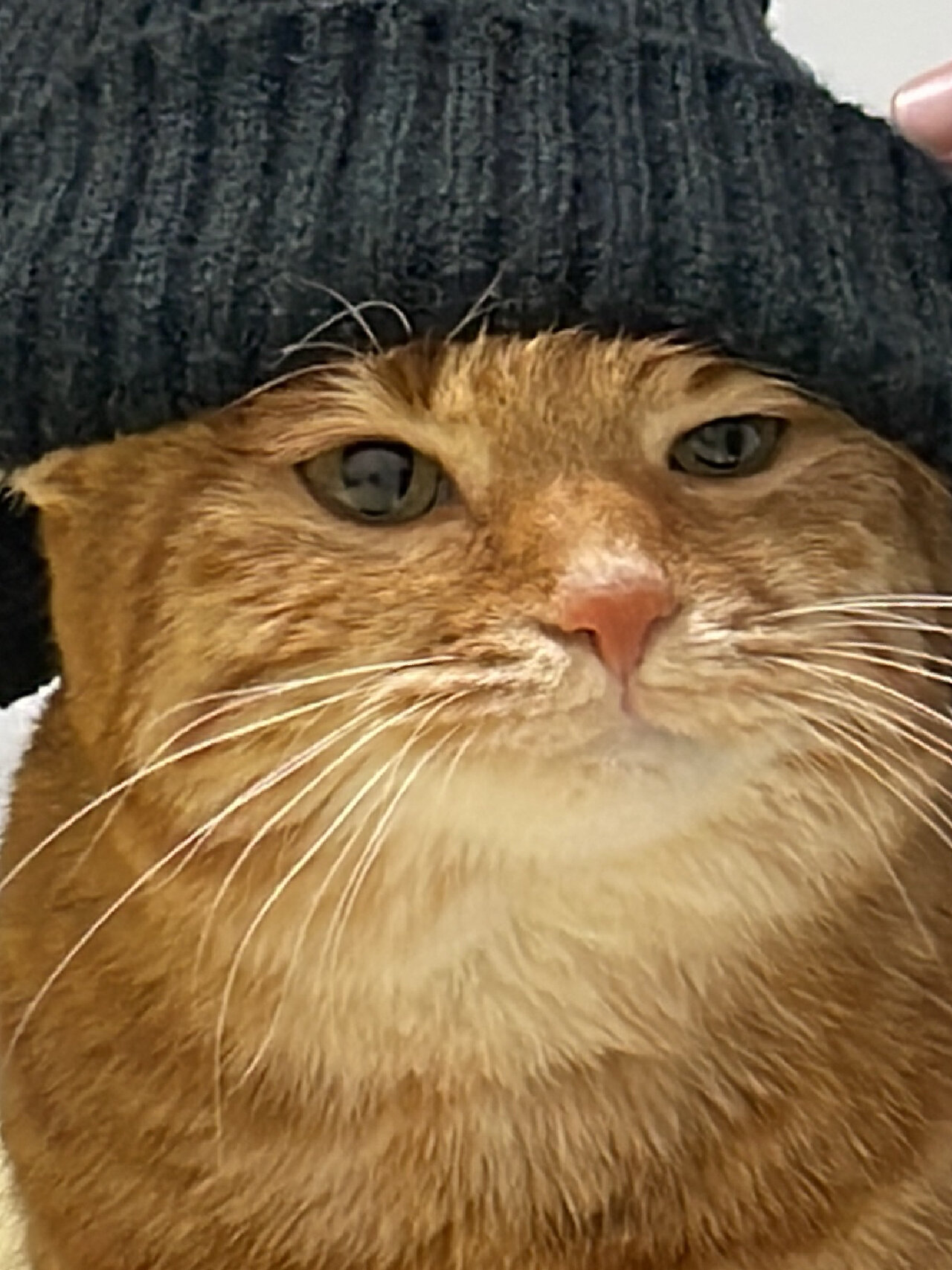 外面都传开了,不戴帽子的猫猫耳朵会冻掉!