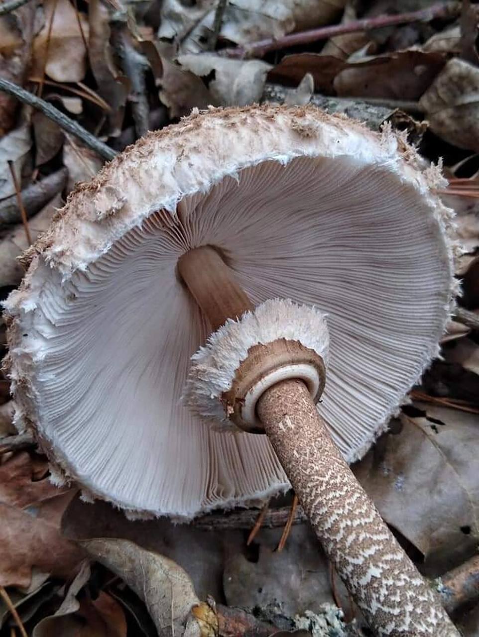 高大环柄菌菇的识别方法9990961 91中文学名:高大环柄菇, 又