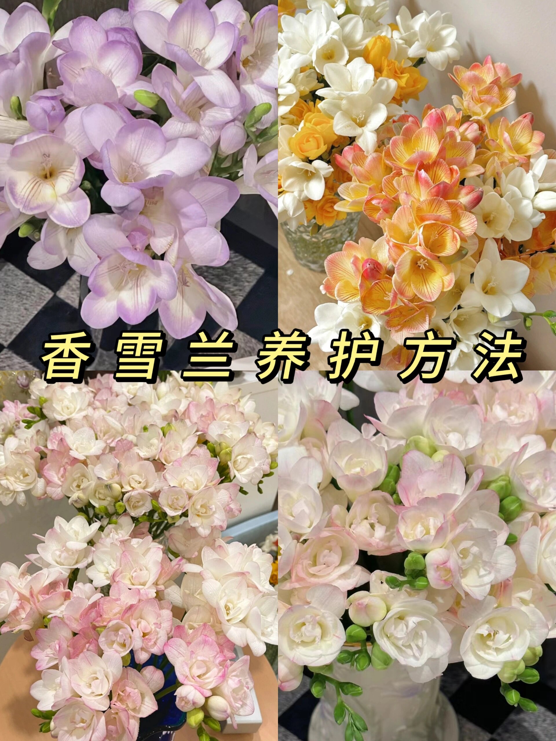 鲜花养护系列|香雪兰养护方法教程